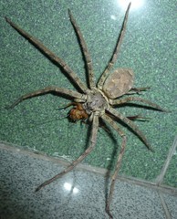 【相册:蜘蛛吃蟑螂】毒影相册-ZOL相册